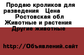 Продаю кроликов для разведения › Цена ­ 300 - Ростовская обл. Животные и растения » Другие животные   